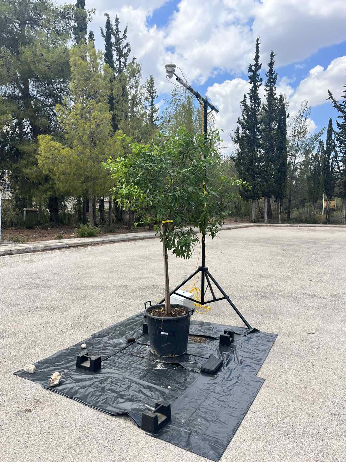 Portable pyranometers measuring reflected radiation from tree foliage for albedo determination