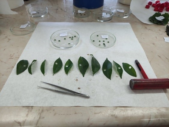 Laboratory equipment setup for leaf mass per area measurements including precision scale