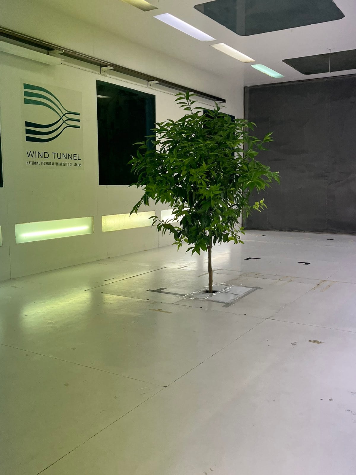 Wind tunnel experimental setup showing tree sample during drag coefficient measurement